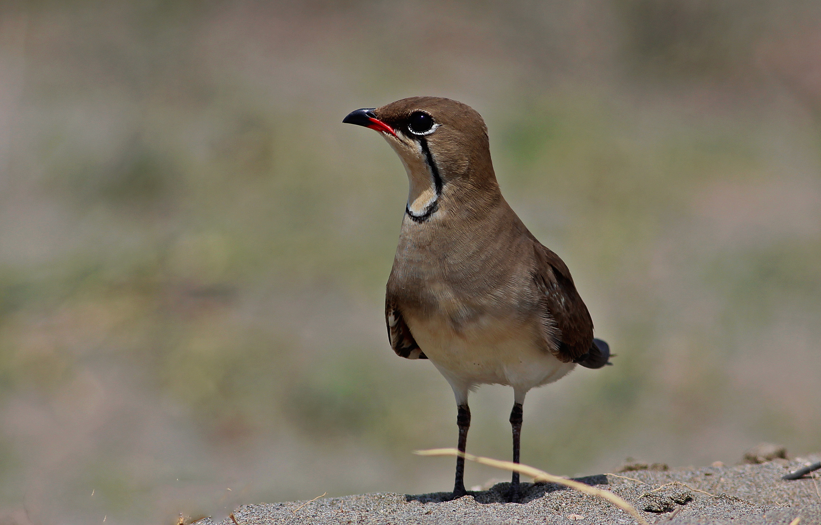 Collared Pratincole